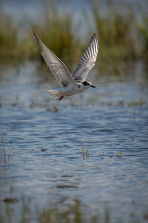 Whiskered tern flies over river carrying food