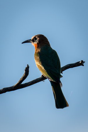 White-fronted bee-eater on branch under blue sky
