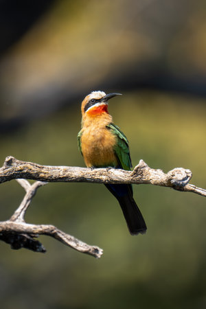 White-fronted bee-eater on dead branch turning head