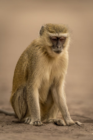 Vervet monkey sits on sand staring down
