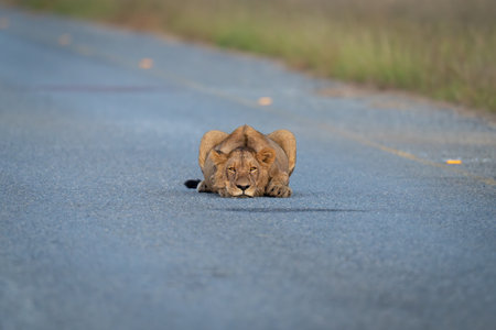 Young male lion lies flat on roadの写真素材