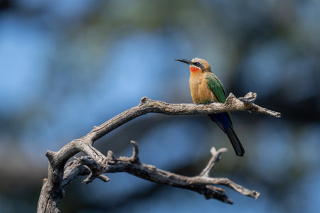 White-fronted bee-eater on twisted branch lifting beak