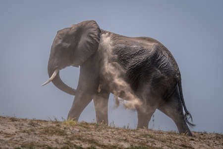 African bush elephant squirts dust over belly