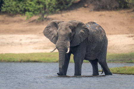 African bush elephant stands in shallow waterの写真素材