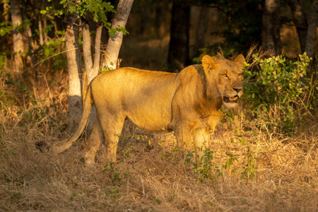 Young male lion stands staring in bushesの写真素材