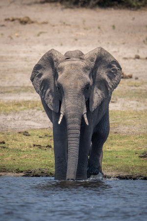African bush elephant stands in river drinkingの写真素材