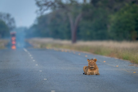 Young male lion lies staring on roadの写真素材