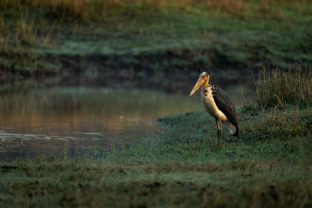 Asian woolly-necked stork on grass by waterholeの写真素材