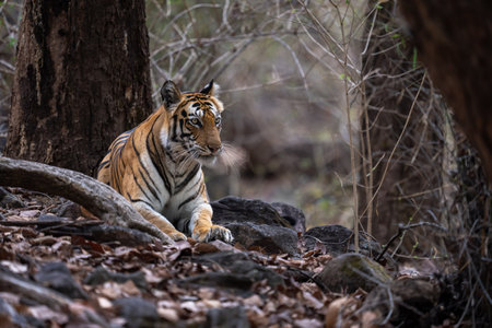 Bengal tiger lies among roots in woodsの写真素材