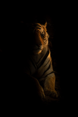 Bengal tiger lies lit by setting sunの写真素材