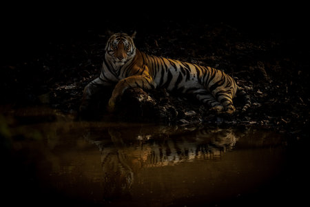 Bengal tiger lies by waterhole eyeing camera