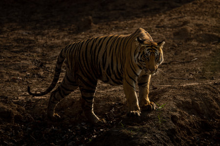 Bengal tiger stands on bank by waterholeの写真素材