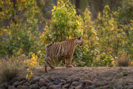 Bengal tiger stands on bank of waterholeの写真素材