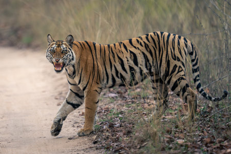 Bengal tiger walking across sandy track snarlingの写真素材