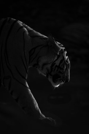 Mono close-up of tiger walking in darknessの写真素材