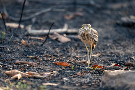 Eurasian stone-curlew stands watching camera among leaves