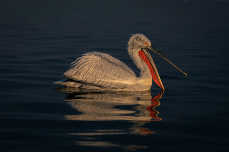 Dalmatian pelican floats on water opening beakの写真素材