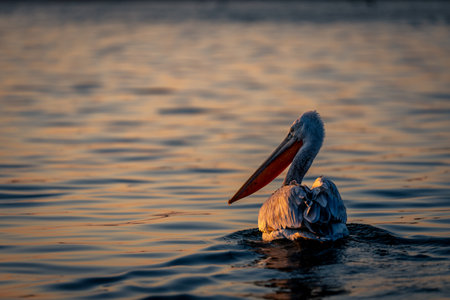 Dalmatian pelican floats backlit on calm lakeの写真素材