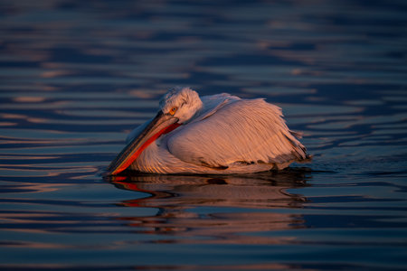 Dalmatian pelican floats laying head on bodyの写真素材