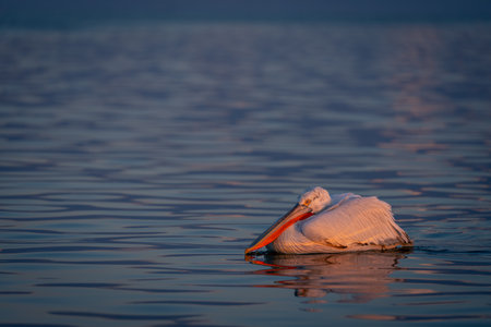 Dalmatian pelican floats resting head on bodyの写真素材