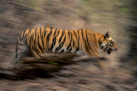 Slow pan of Bengal tiger in woodsの写真素材