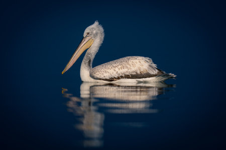Dalmatian pelican floats on water casting reflectionの写真素材