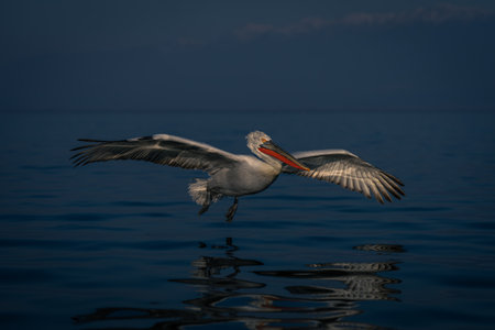 Dalmatian pelican glides across lake by mountainsの写真素材
