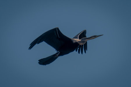 African darter flies against perfect blue skyの写真素材