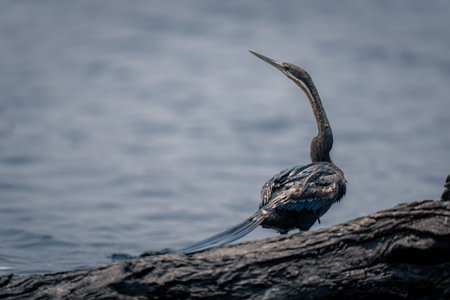 African darter stands behind log on riverbank