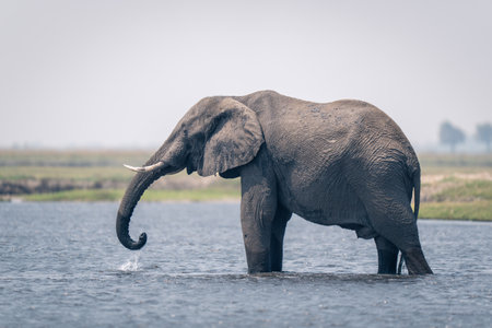 African elephant standing drinking in shallow riverの写真素材