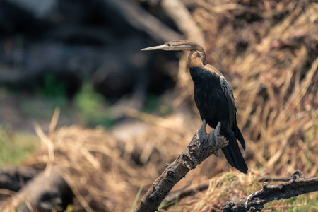 African darter in sunshine on dead branchの写真素材