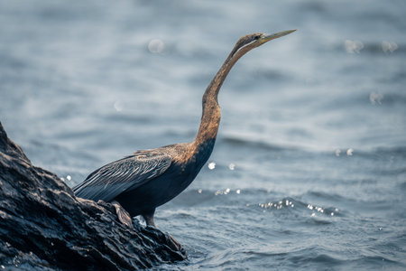 African darter on wet stump in riverの写真素材