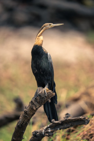 African darter watches camera from curved branchの写真素材