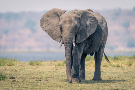 African elephant stands on floodplain watching cameraの写真素材