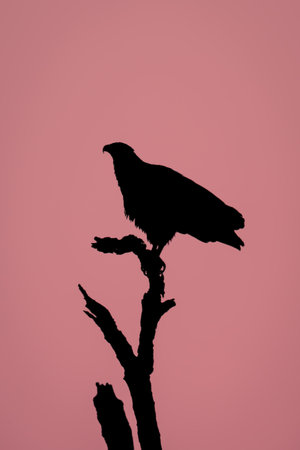 African fish eagle silhouetted on dead treeの写真素材