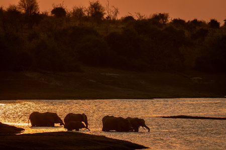 African elephants drink at sunset in river