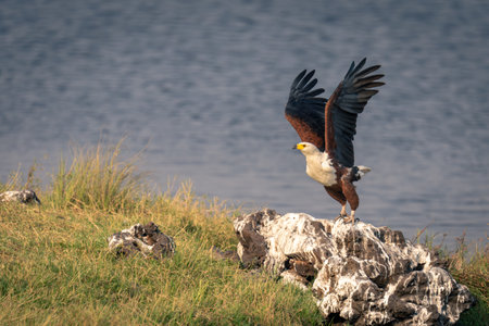 African fish eagle flies away from rock