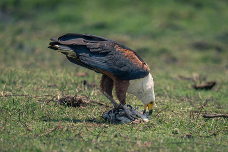 African fish eagle eats fish on grass