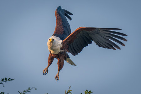 African fish eagle flies over leafy branchesの写真素材