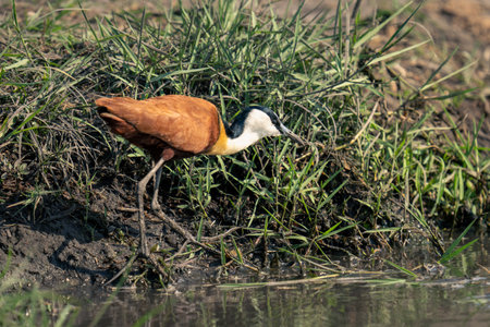 African jacana walks along riverbank in sunshineの写真素材
