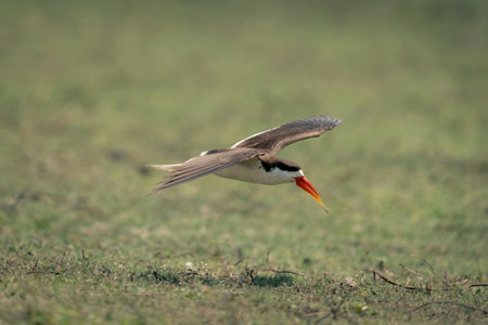 African skimmer glides over grass spreading wings