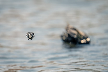 African pied wagtail approaches camera tucking wings