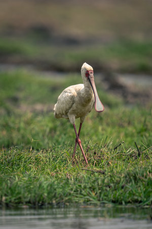 African spoonbill walks through grass on riverbankの写真素材