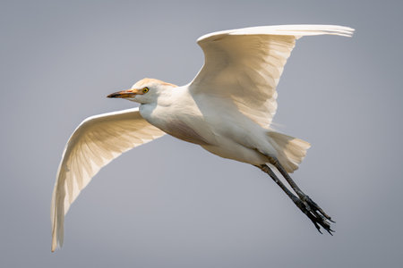 Cattle egret flies under perfect blue skyの写真素材