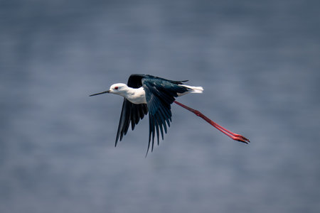 Black-winged stilt flies across river trailing legs