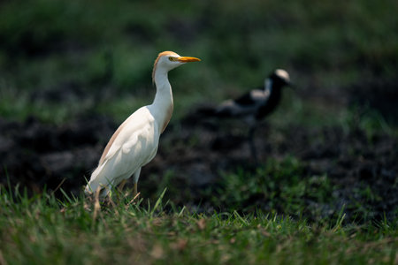 Cattle egret and blacksmith plover on riverbank