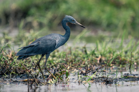 Black heron stands fishing in grassy shallowsの写真素材