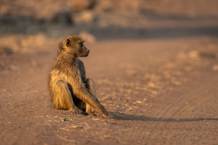 Chacma baboon sits on track casting shadowの写真素材