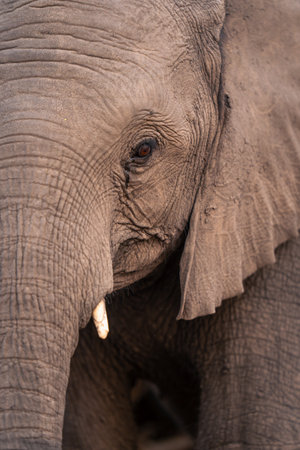 Close-up of half young African elephant faceの写真素材