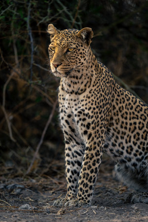 Close-up of leopard sitting beside bush staring